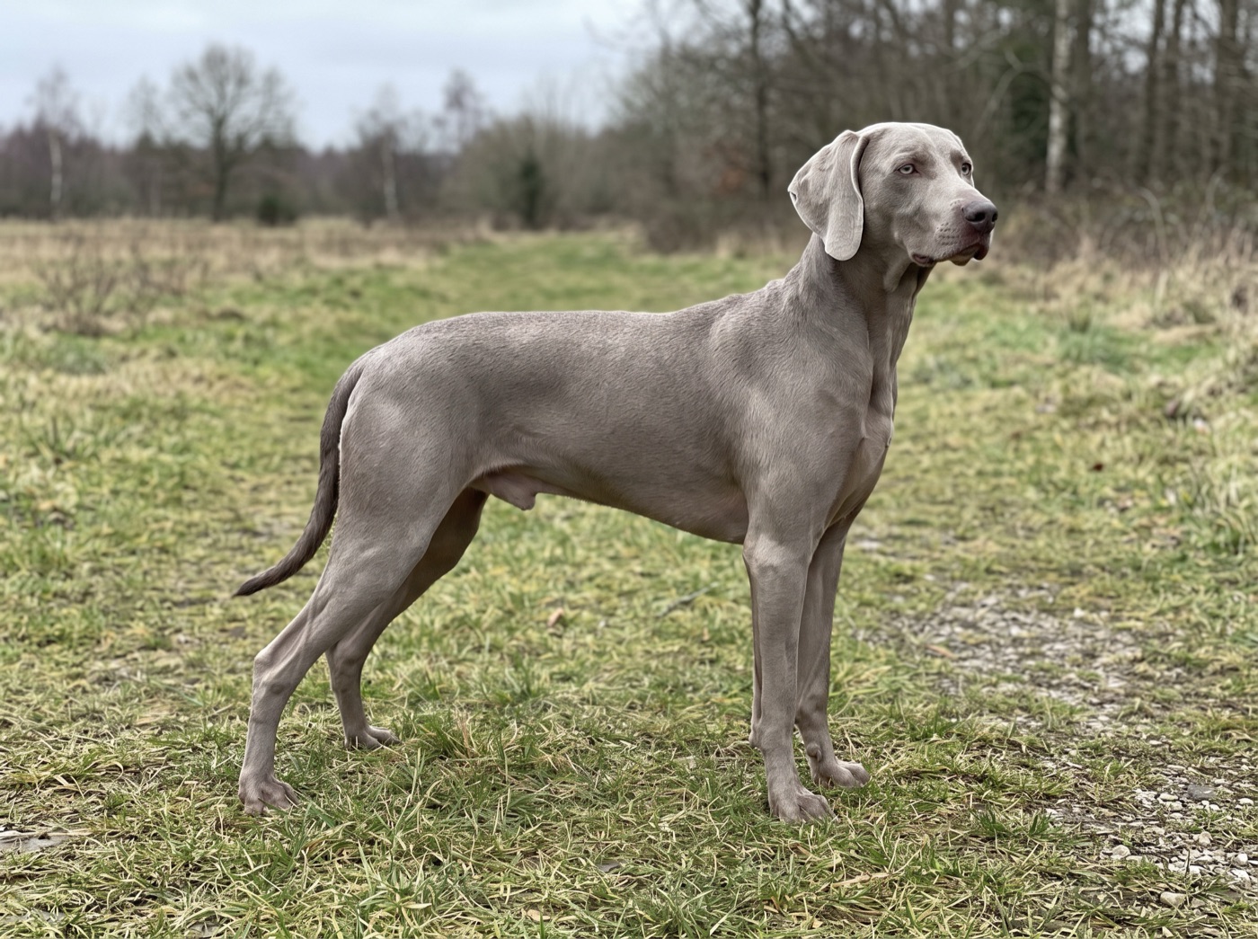 Weimaraner