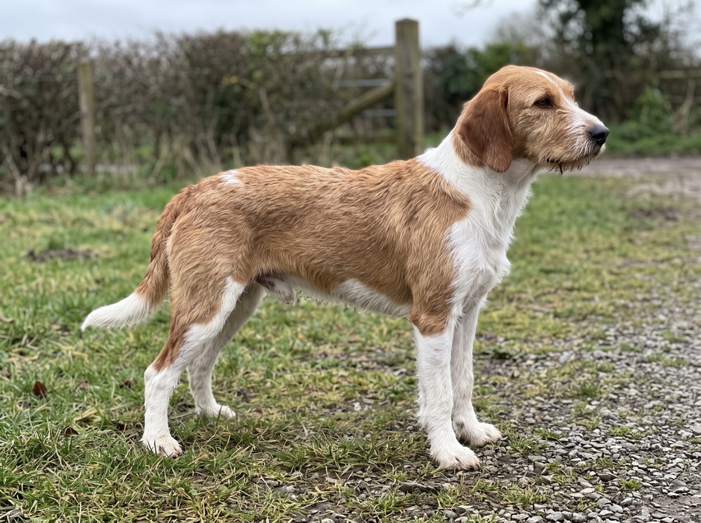 Welsh Hound