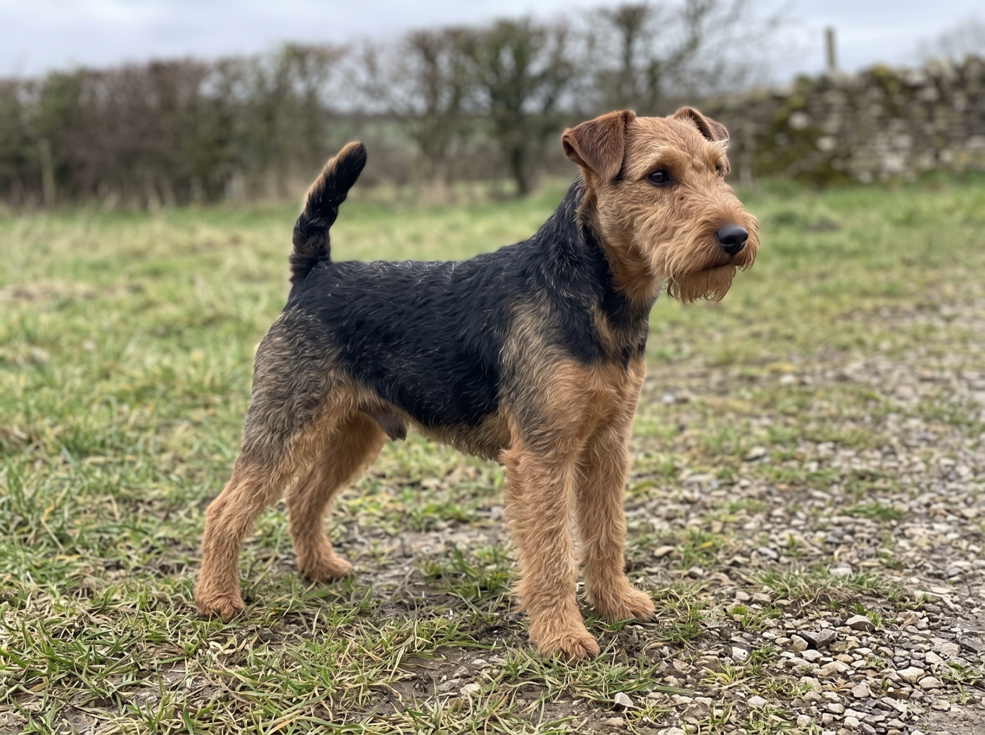 Welsh Terrier