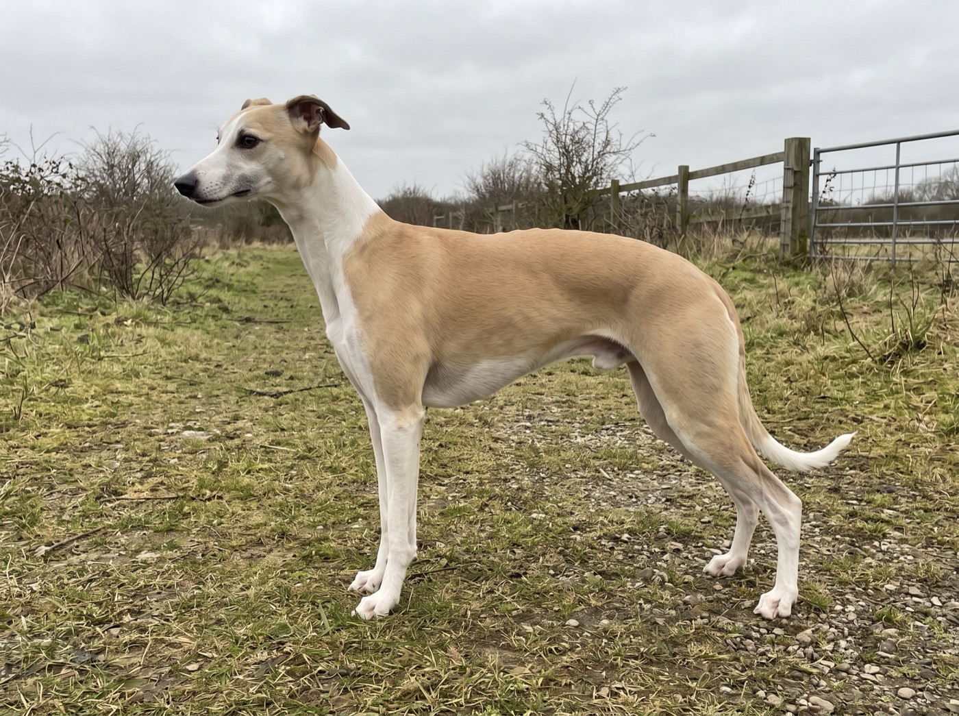Whippet