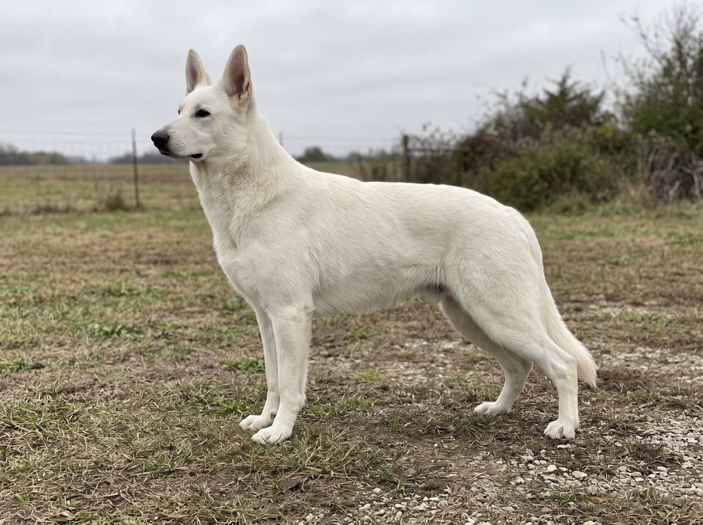 White Shepherd