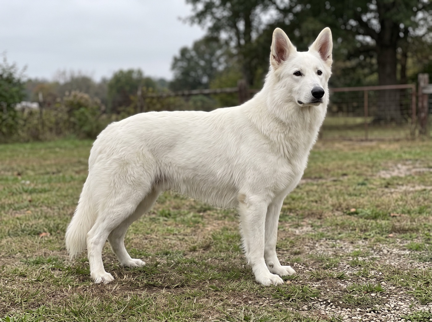 White Swiss Shepherd Dog
