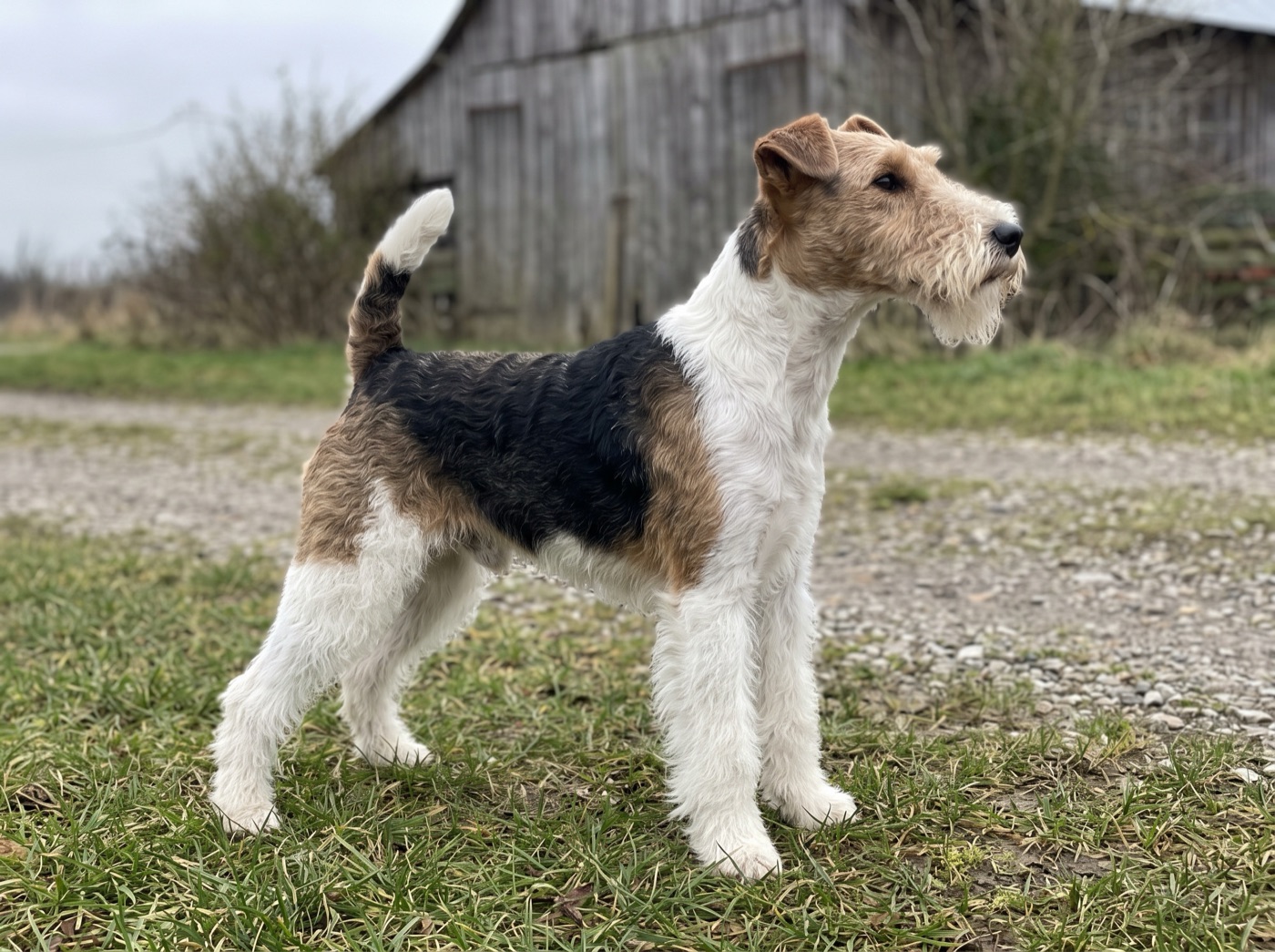 Wire Fox Terrier