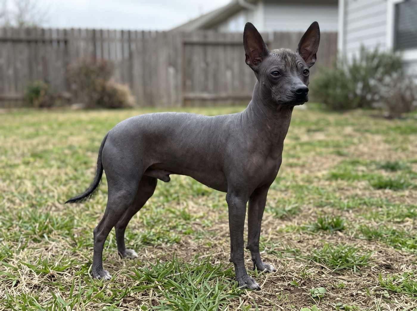 Xoloitzcuintli