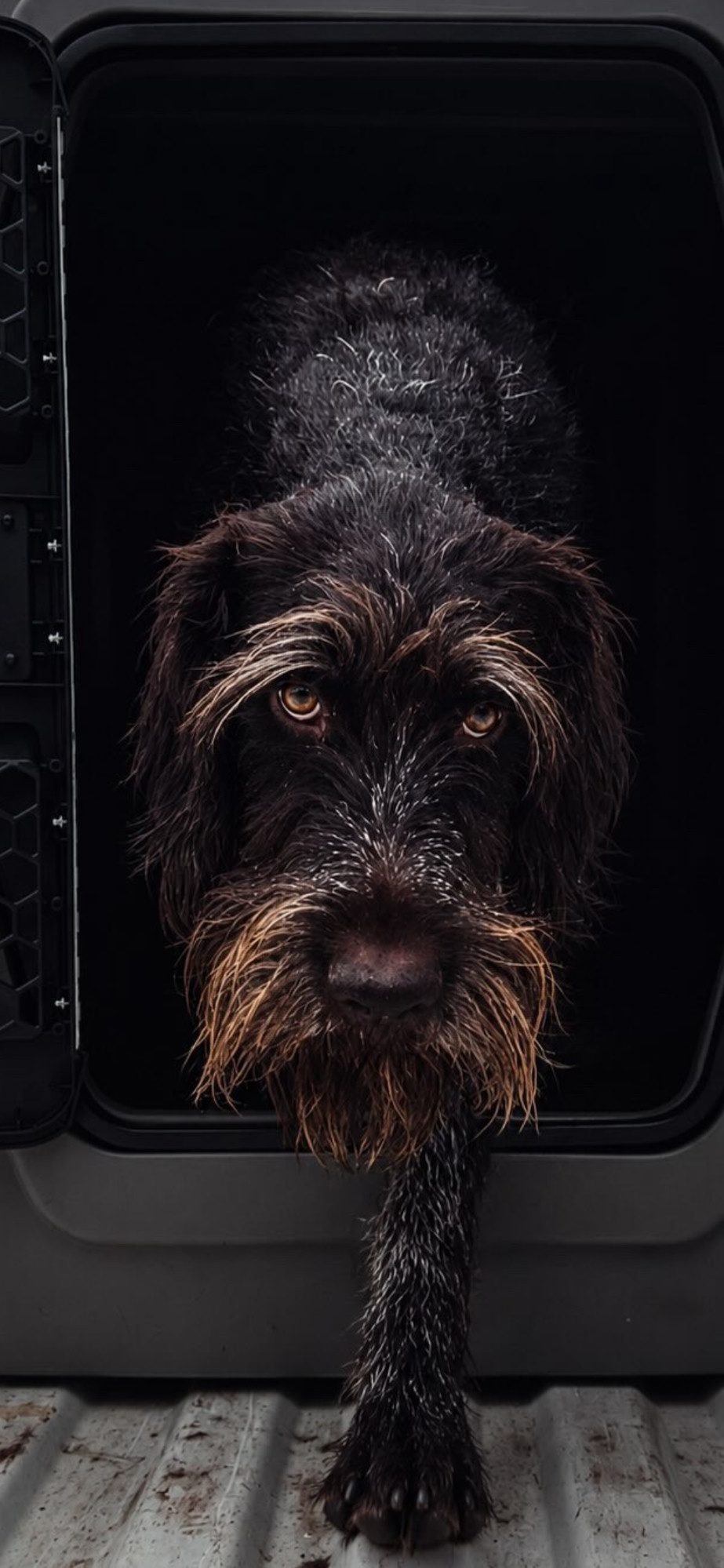 A wirehaired pointing dog looking out from a travel crate