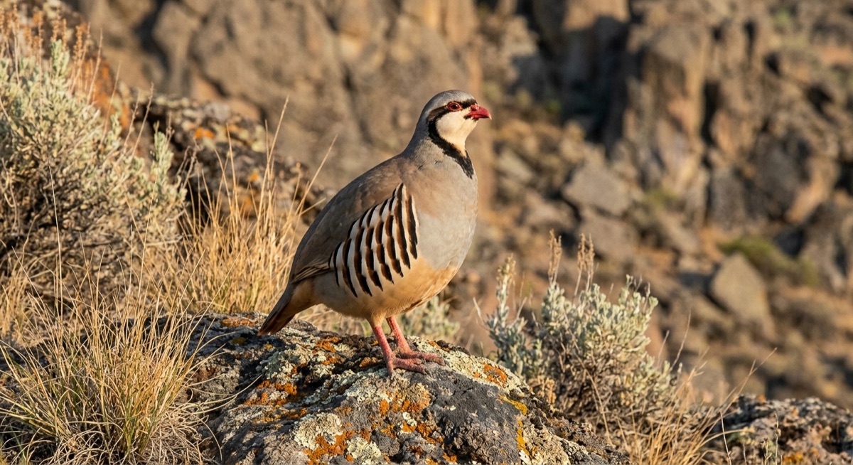 Chukar Partridge