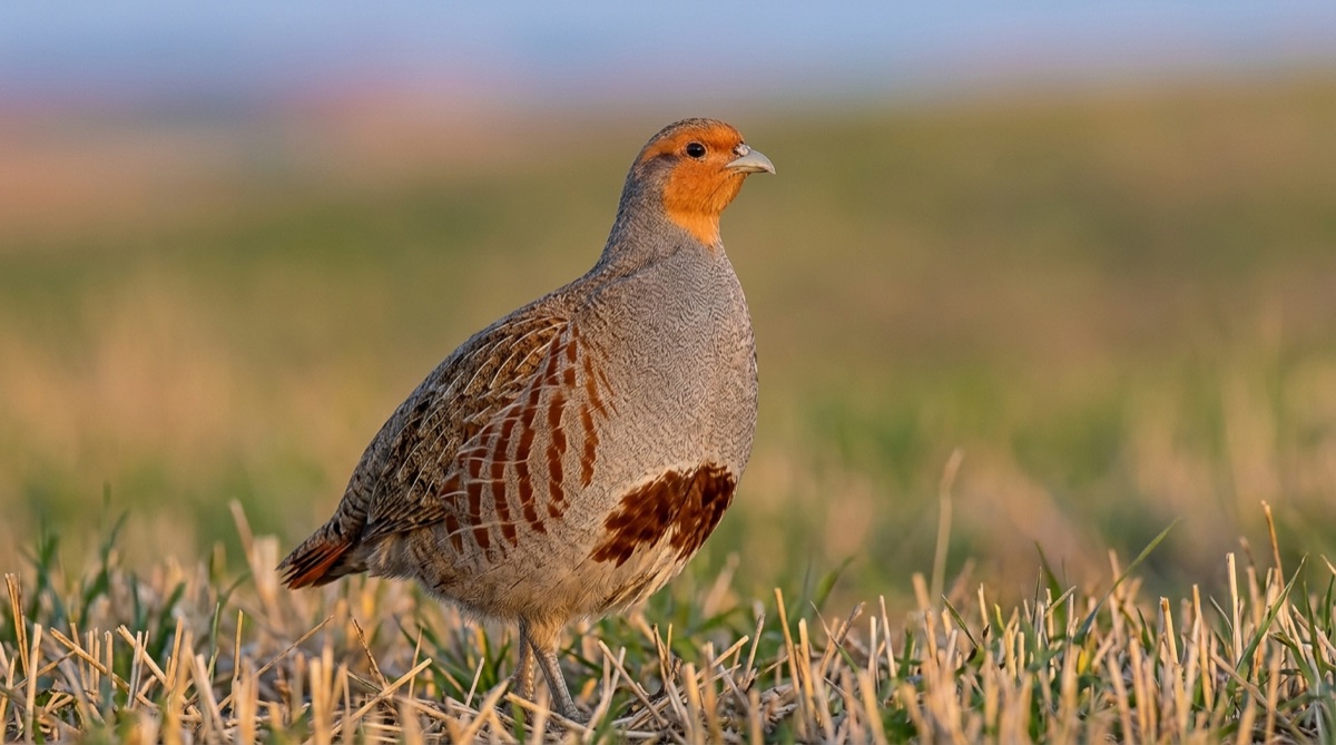 Gray Partridge
