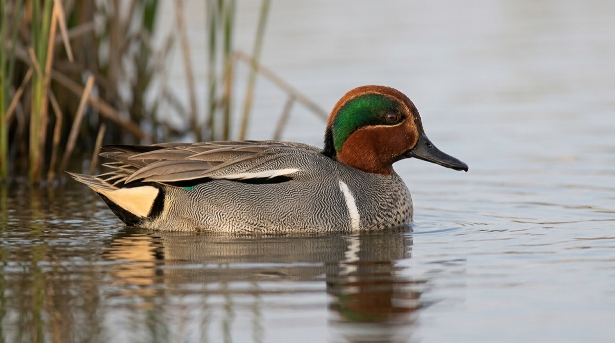 Green-winged Teal