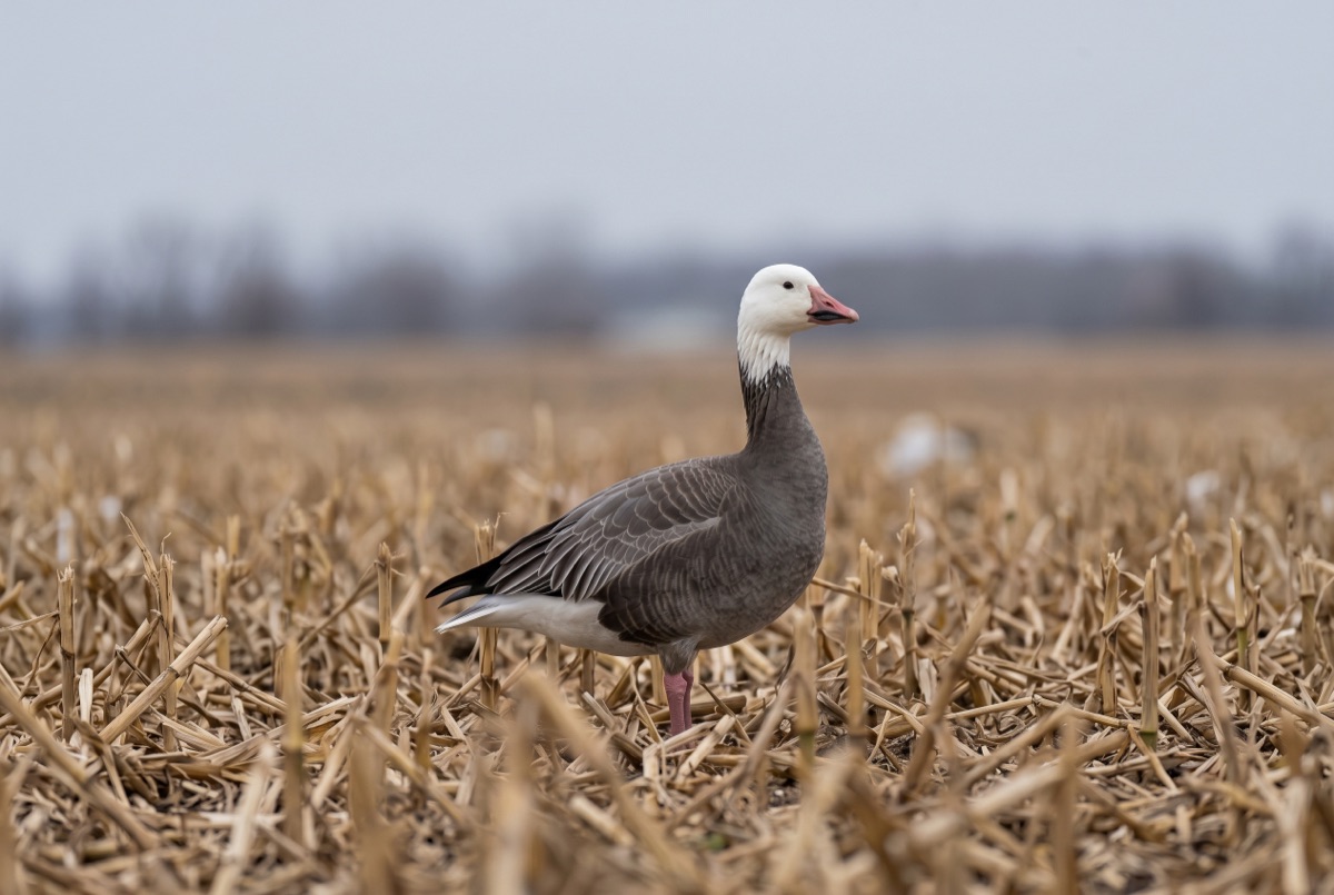 Snow Goose